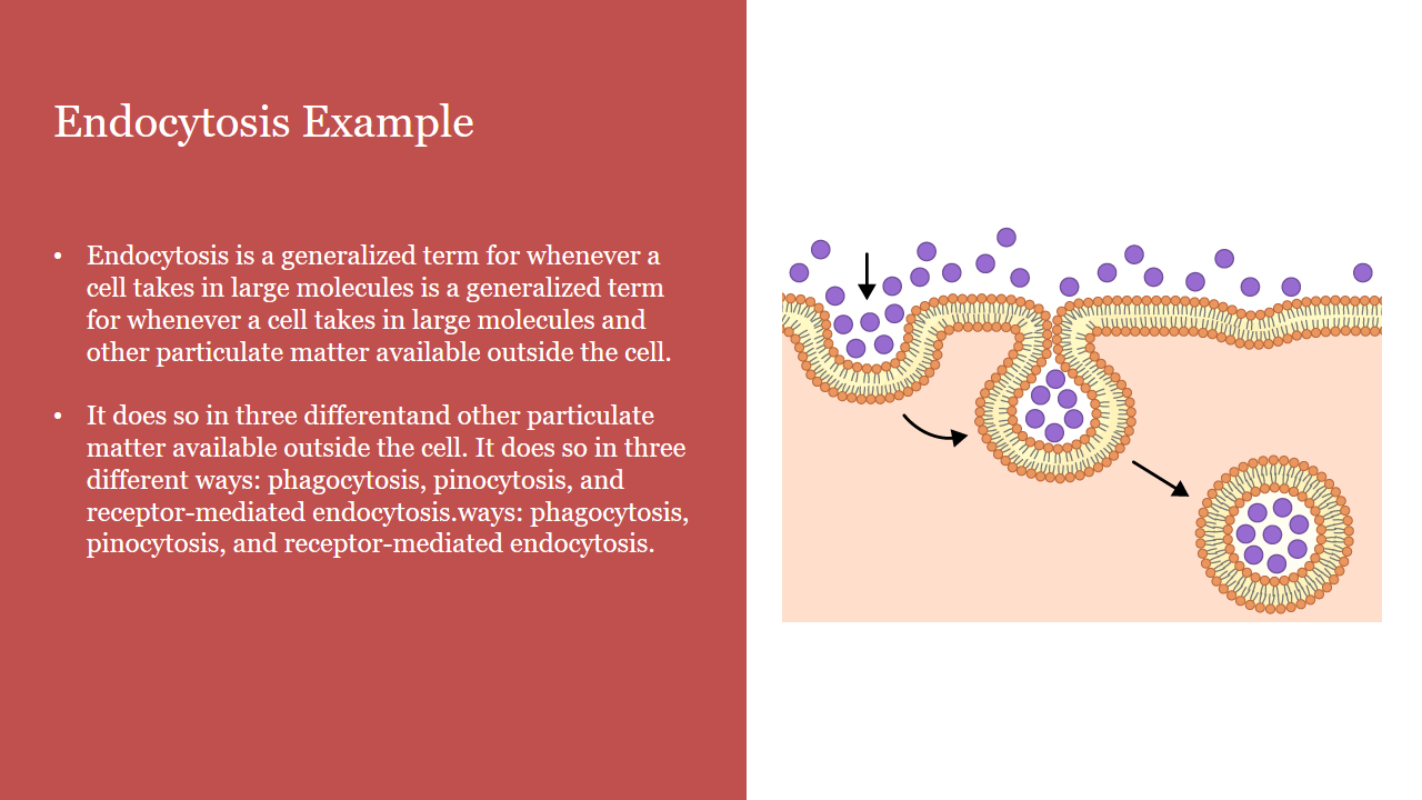 Endocytosis Example